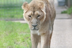Big-Cat-022