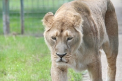 Big-Cat-023