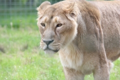 Big-Cat-024