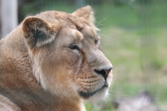 Big-Cat-025