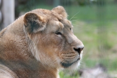 Big-Cat-026