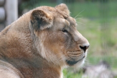 Big-Cat-027
