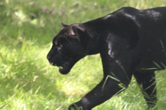 Big-Cat-030