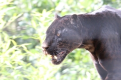 Big-Cat-031