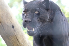 Big-Cat-032