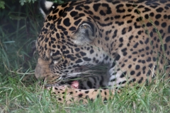 Big-Cat-034