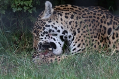 Big-Cat-036