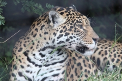 Big-Cat-038