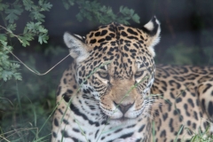 Big-Cat-039