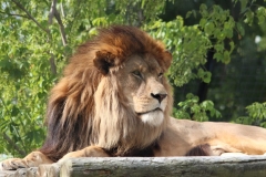 Big-Cat-040