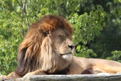 Big-Cat-041