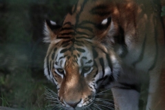 Big-Cat-042