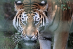 Big-Cat-043