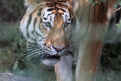 Big-Cat-044