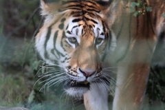 Big-Cat-045