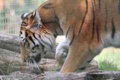Big-Cat-046