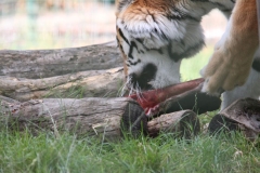 Big-Cat-047