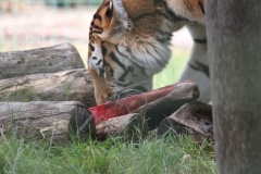 Big-Cat-048