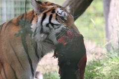 Big-Cat-052