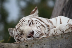Big-Cat-054