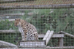Big-Cat-059