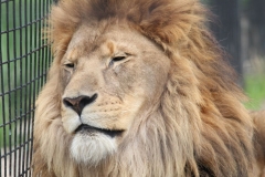 Big-Cat-064