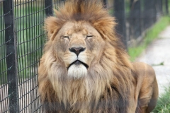Big-Cat-065