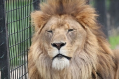 Big-Cat-066