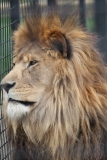 Big-Cat-067