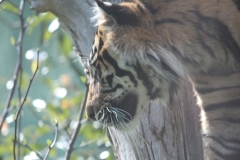 London-079