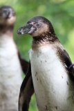 20240510 - Twycross Zoo
