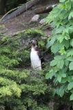 Twycross-003
