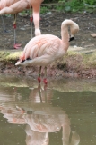 Twycross-004