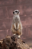 Twycross-007