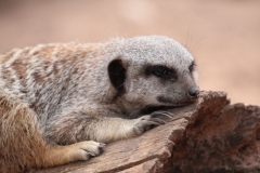 Twycross-008
