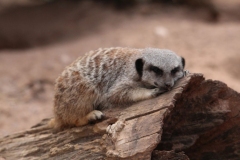 Twycross-009