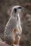 Twycross-010