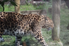 Twycross-012