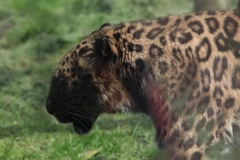 Twycross-013