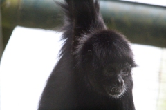 Twycross-014
