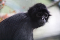 Twycross-015
