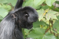 Twycross-016