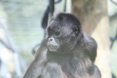 Twycross-017