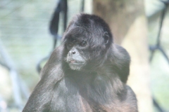Twycross-018