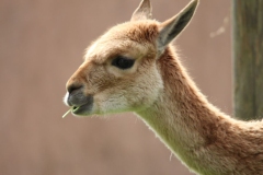Twycross-019
