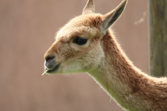 Twycross-020