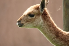 Twycross-021