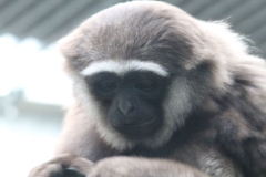 Twycross-022