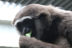 Twycross-023