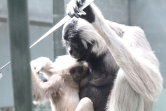 Twycross-024